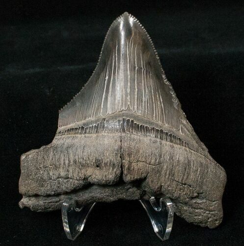 Sharply Serrated Posterior Megalodon Tooth #16571